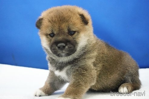 成約済の愛知県の柴犬-350940の5枚目